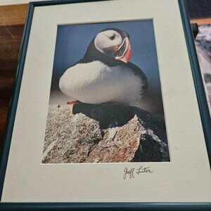 vintage framed and matted picture of puffin signed by artist 10x8 approx.